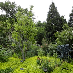 Food Forest